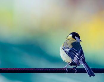 Close-up of bird perching on railing