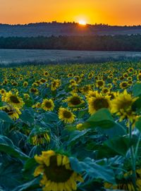 Scenic view of sunflower field against sky during sunset