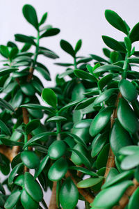 Green succulent crassula. the concept of beautiful houseplant