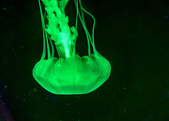 Close-up of jellyfish swimming in sea