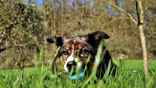 Portrait of dog on field