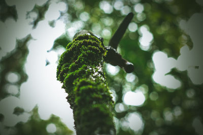 Low angle view of flower tree