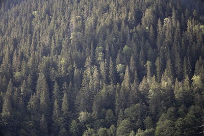 High angle view of pine trees in forest