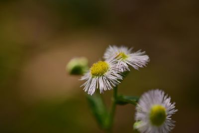 Close-up of white daisy blooming outdoors