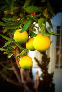 Close-up of fruit on tree