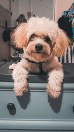 Portrait of dog relaxing at home