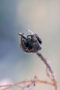 Dead stamen against sky