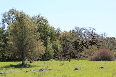 Scenic view of trees on field against sky