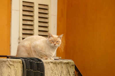 Portrait of cat sitting against orange wall