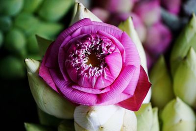 Close-up of pink flower