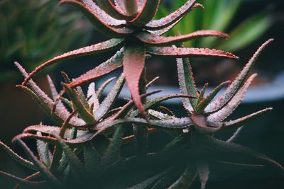 Close-up of spiked plant