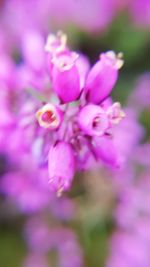 Close-up of pink flowers