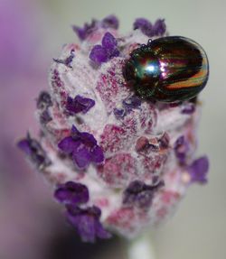Close-up of plant against blurred background
