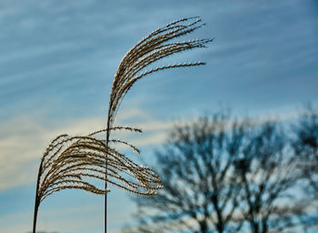 Close-up of wilted plant against sky