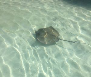 High angle view of swimming in sea