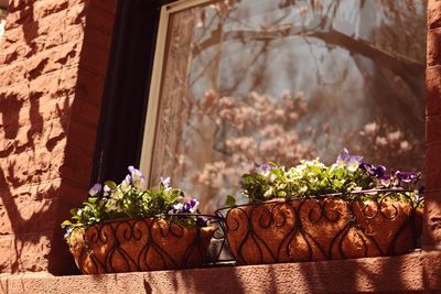 Close-up of potted plant on window sill