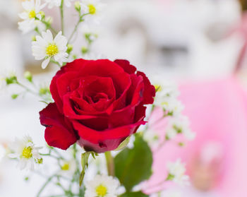 Close-up of red rose blooming outdoors