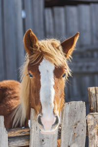 Close-up of a horse on wooden fence