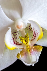 Close-up of orchids