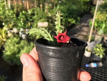 Close-up of person holding potted plant