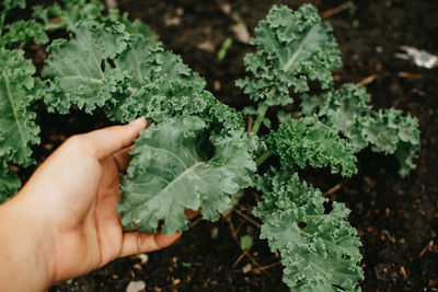 Cropped image of hand holding leaf
