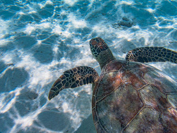 High angle view of turtle swimming in sea