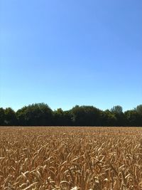 Scenic view of field against clear blue sky