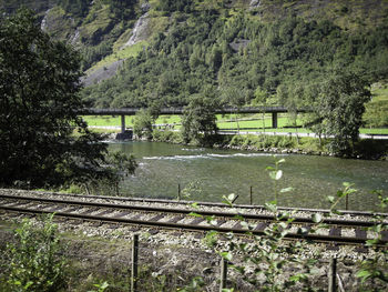 Plants by trees against mountain