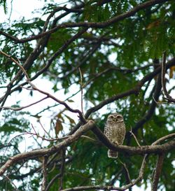 Low angle view of eagle perching on tree