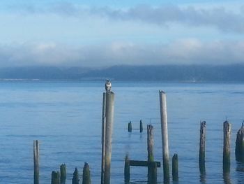 Wooden posts in sea against sky