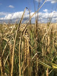 Close-up of wheat growing on field against sky