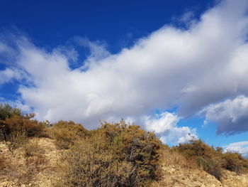 Low angle view of trees against sky