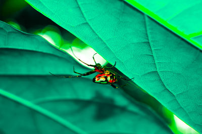 Close-up of insect on leaf