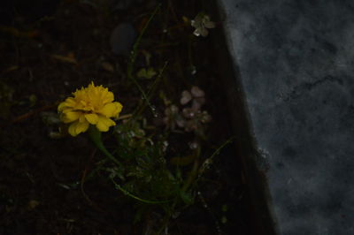 Close-up of yellow flowers blooming outdoors