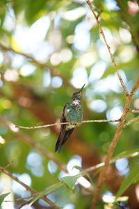 Close-up of bird perching on branch