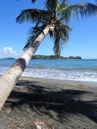 Palm tree by sea against sky
