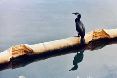 Bird perching on a lake