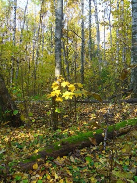 YELLOW FLOWERS IN FOREST