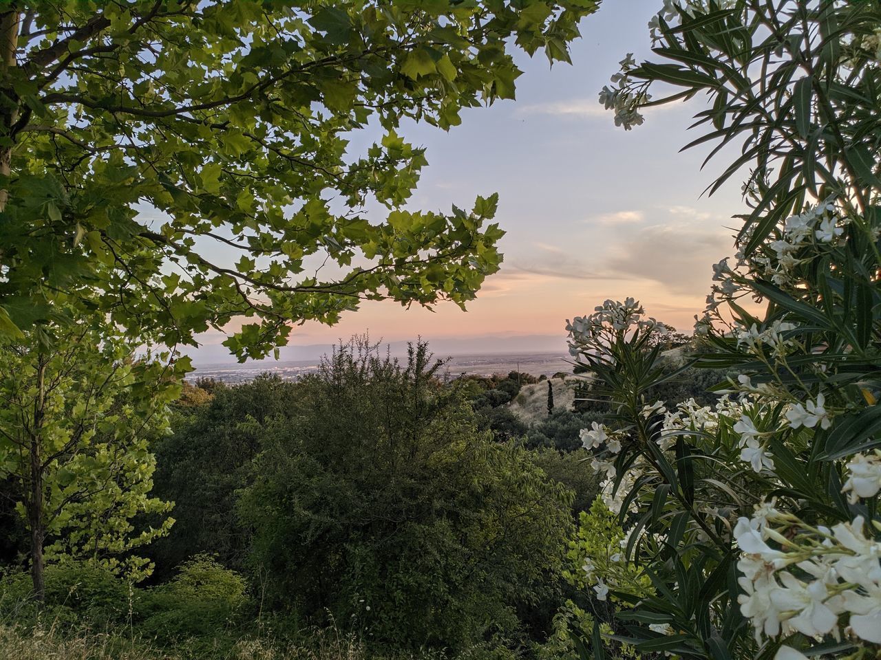 PLANTS BY SEA AGAINST SKY AT SUNSET