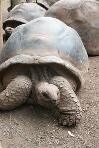 Close-up of giant tortoise