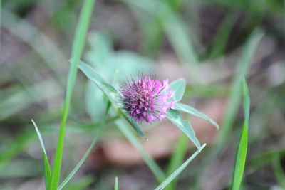 Close-up of pink flowering plant