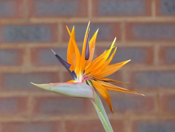 Close-up of yellow flower against wall