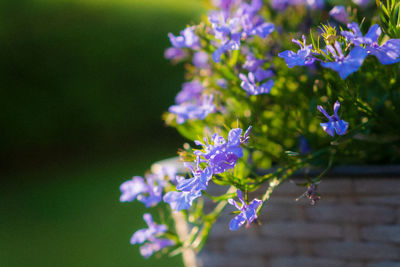 Close-up of purple flowering plants