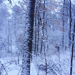 Close-up of bare trees in winter