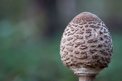 Close-up of mushroom growing on tree