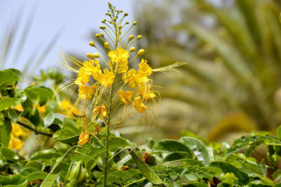 Dwarf poinciana latin name caesalpinia pulcherrima flowers