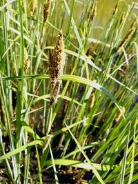 Close-up of insect on grass