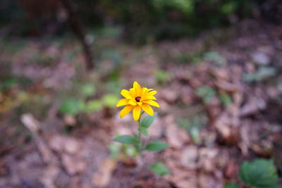 Close-up of yellow flower blooming outdoors