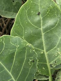 High angle view of insect on leaf