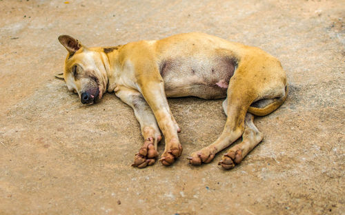 High angle view of dog sleeping